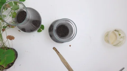 Time lapse. POV at home.  Making a Terrarium with four-leaf clover. Stock Footage 127572632