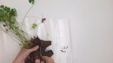 Time lapse. POV at home.  Making a Terrarium with four-leaf clover. Stock Footage 127667323