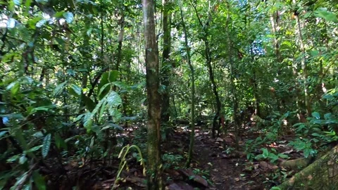 Time lapse POV walking in tropical jungle from Camp 5 to Kuala Litut Mulu Stock Footage 209444216