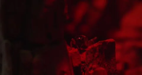 Time-lapse of a Praying mantis on a branch Stock Footage 268793440