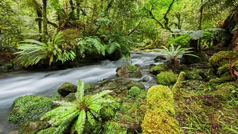 Time Lapse Primal-Earth-Images-Forest-Stream-Wilderness 動画素材 73880412