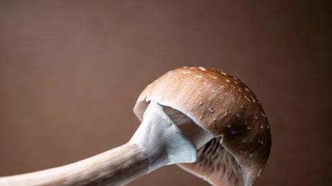 Time lapse Psilocybe Cubensis veil breaking, golden teacher magic mushroom Stock Footage 315281113