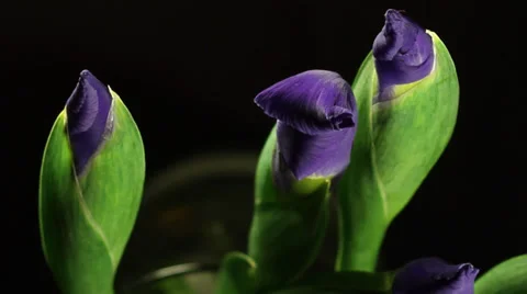 Time lapse, purple Iris buds  bloom into flowers, black limbo Stock Footage