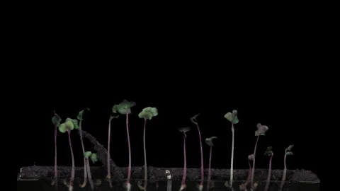 Time lapse of radish seeds germinating and growing in rhizobox Stock Footage 303473631