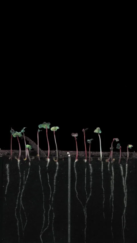 Time lapse of radish seeds germinating and growing in rhizobox, vertical Stock Footage 306573092