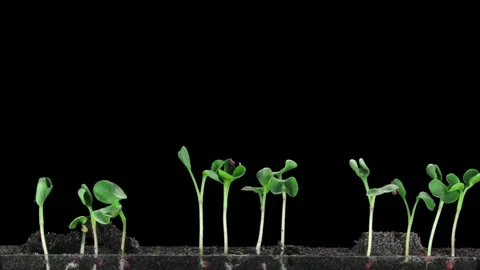 Time lapse of radish seeds germinating and growing in a Rhizobox Stock-Footage 328007408
