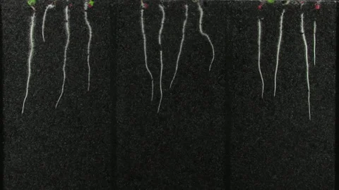 Time lapse of radish seeds germinating and growing in a Rhizobox Stock Footage 328101345