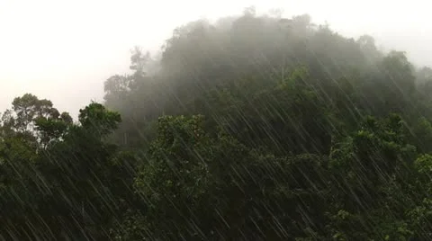 Time lapse of rain forest in Ranomafana, Madagascar Stock Footage 21296038