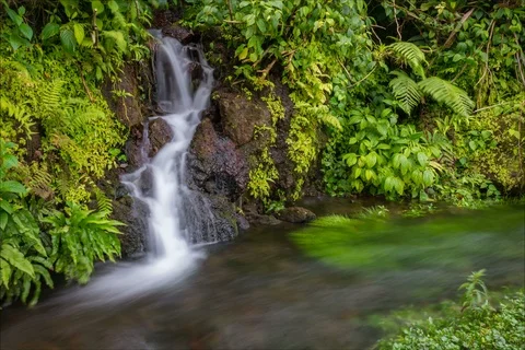 Time lapse of rain forest stream Stockbeeldmateriaal 91147849