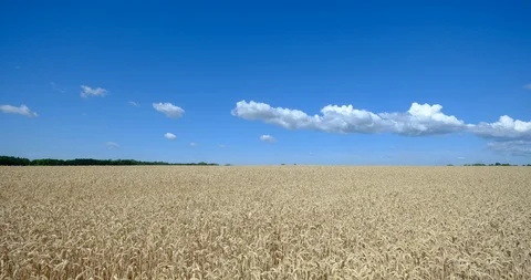 Time lapse. Rapid movement of clouds in the summer over wheat fields Stock Footage 111490654