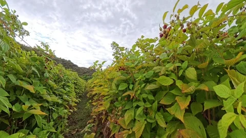 Time Lapse of Raspberry Patch Stock Footage 315422660