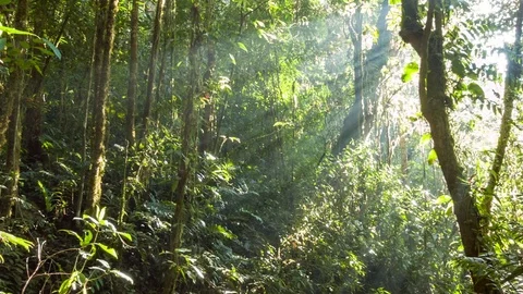 Time-lapse of rays of morning sunlight streaming through mossy cloudforest Video stock 83317976