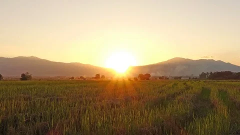 Time-lapse of reaping. Rice field with smoke and mountain in sunset. (Tilt up) Stock Footage 75995462