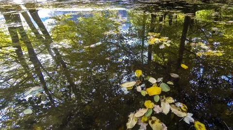Time-lapse recording of floating leaves 動画素材 40336993