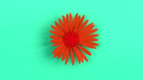 Time lapse red abstract flower isolated on blue background. Stock Footage 239231567