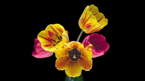 Time lapse of red and yellow tulips flower blooming on black background. Stock Footage 276284082