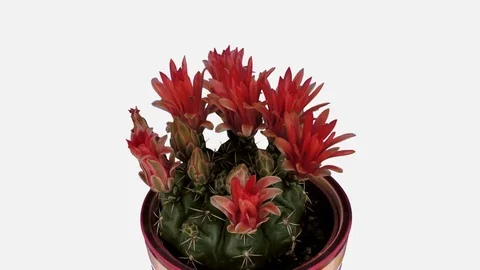 Time-lapse of red cactus buds opening with ALPHA channel Stock Footage 82989993