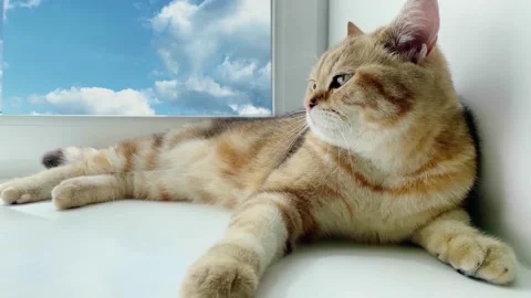 Time lapse. Red Chinchilla cat having rest. Stock Footage 196047863