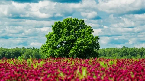 Time-lapse of red clover field and giant oak tree under drifting cloud sky Stock Footage 315287304