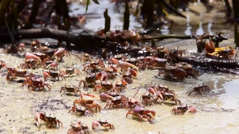Time-lapse of Red Crabs eating at a beach with mangroves Stock Footage 219995527