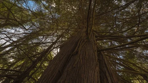 Time Lapse of Red Giant Cedar on Sunny Cloudy Day in Ireland Stock Footage 102343413