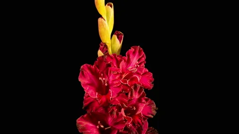 Time lapse of Red Gladiolus Flower Wilt Stock Footage 113573577