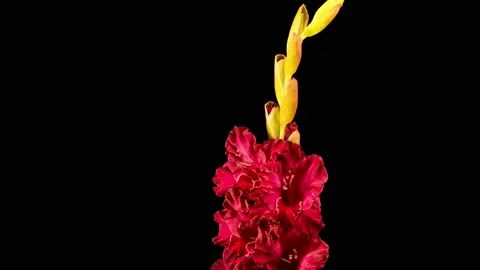 Time lapse of Red Gladiolus Flower Wilt Video stock 113923510
