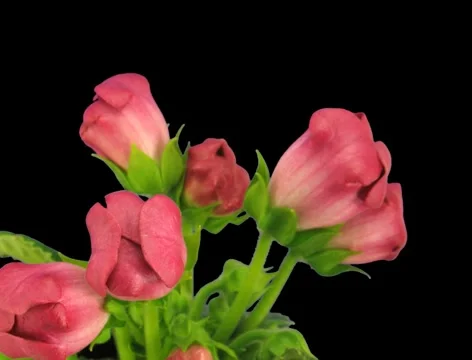 Time-lapse of red gloxinia flower opening 2a (Film 2K) Stock Footage 1068395