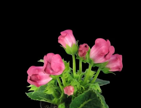 Time-lapse of red gloxinia flower opening 3a (Film 2K) Stock Footage 1068578