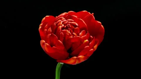 Time lapse of a red peony tulip blooming on a black background, macro Stock Footage 277181012