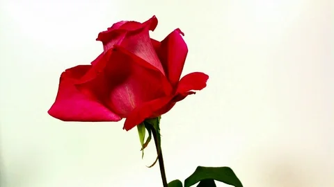 Time Lapse of Red Rose Flower Blooming and Wilting Stock Footage 91107659