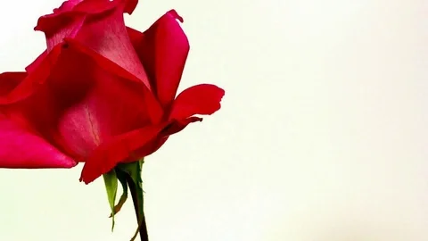 Time Lapse of Red Rose Flower Blooming and Wilting Stock Footage 91108485