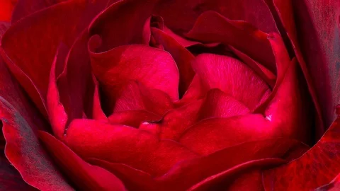 Time-Lapse red Rose Flower Stock Footage 101011139