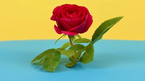 Time lapse red rose flower on yellow-blue background. Stock Footage 222602486