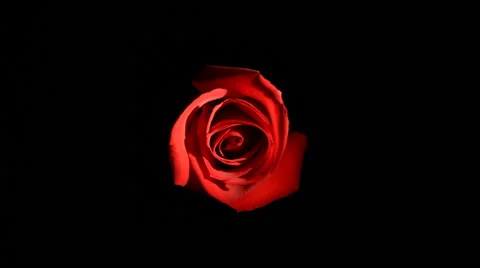 Time-lapse of a  Red Rose Stock-Footage 64802238