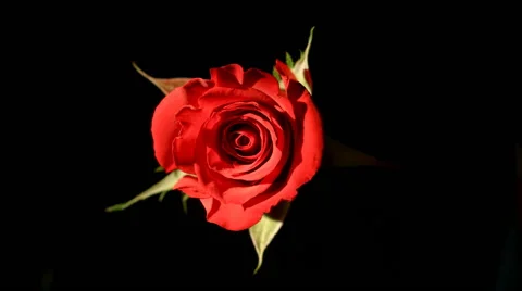 Time-lapse of a  Red Rose Video stock 64802240