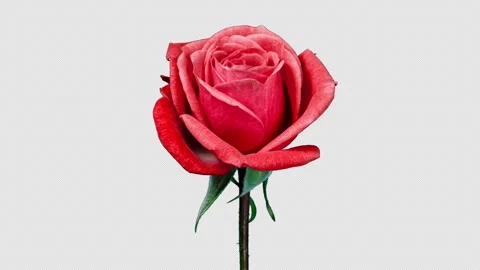 Time Lapse of Red Rose Growing Blossom From Bud to Big Flower on Black Back.. Vidéo 309707422