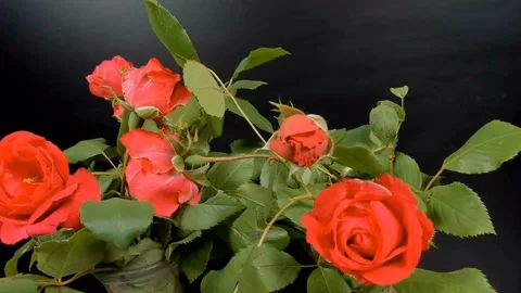 Time Lapse of Red Rose Growing Blossom From Bud to Big Flower Vídeo Stock 330324131