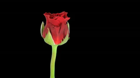 Time-lapse of red rose opening 10a isolated on black Vidéo 509138