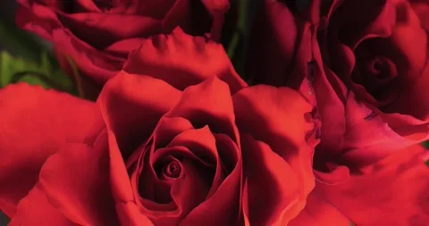 Time-lapse of Red Rose Opening Stock Footage 237841793