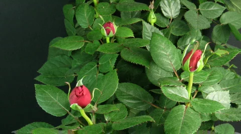 Time-lapse of red roses opening 2 Stock Footage 114077