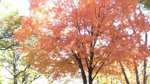 Time-lapse of Red Tree Vidéo 12614990
