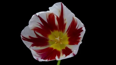 Time lapse of red tulip flower blooming on black background. Stock Footage 268691753