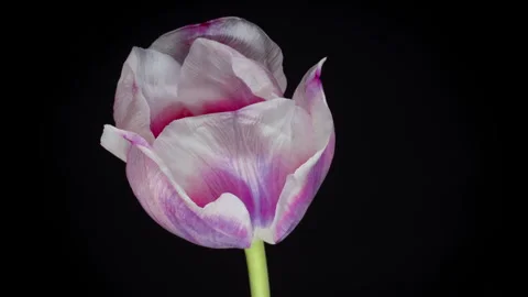 Time lapse of red tulip flower blooming on black background. Stock Footage 272808144