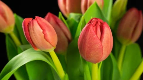 Time lapse of red tulips on black background with transpareny of alpha channel Stock Footage 59807327