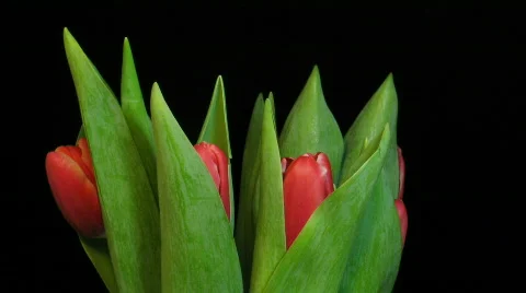 Time-lapse of red tulips opening 2 Stock Footage 95312