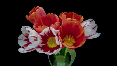 Time lapse of red white tulip flowers blooming on black background. Video stock 276283373