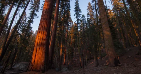 Time Lapse of Redwood Shadows in Sequoia National Park Stock Footage 37810445