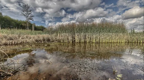 Time Lapse - Reeds and Clouds Stock Footage 33300145