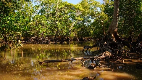 Time Lapse: Reflection of a mangrove ecosystem on the tidal flood at sunrise 動画素材 70353241